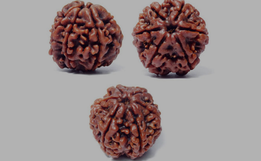 panchmukhi-rudraksha