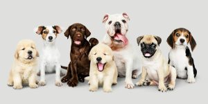 dogs-zodiac-signs