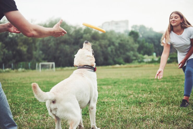 pet-training-astrology