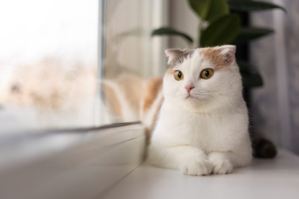 Find Out What Your Cat Zodiac Sign Reveals About Them