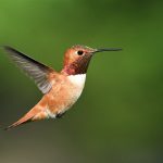 spiritual meaning of seeing a hummingbird spirit animal