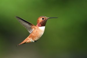 spiritual meaning of seeing a hummingbird spirit animal