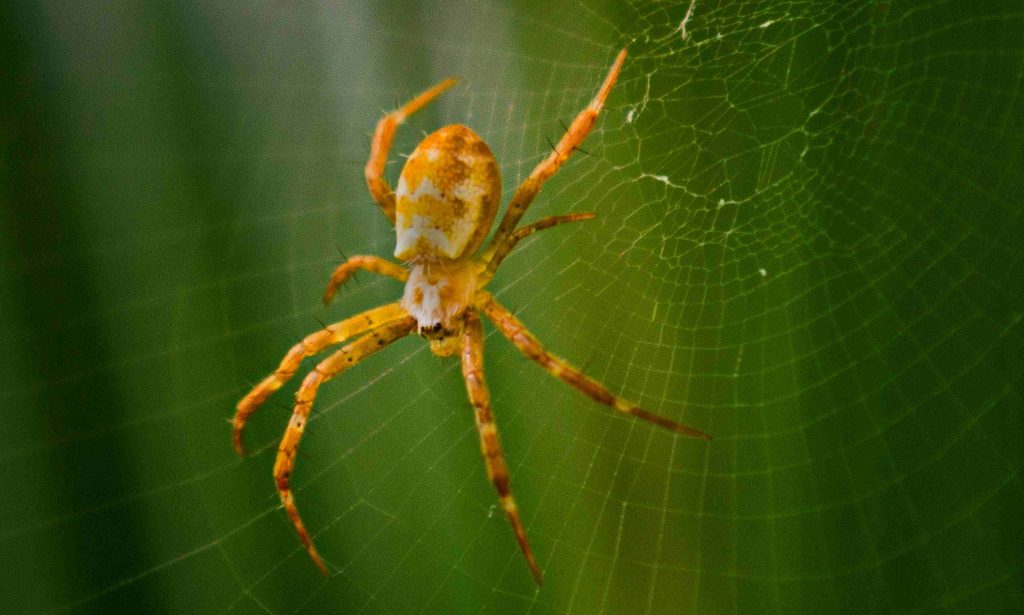 Spirit Animal Spider Meaning