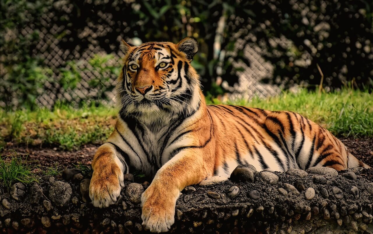 Tiger Spirit Animal
