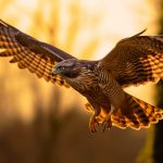 metaphysical-spiritual-meaning-of-hawk