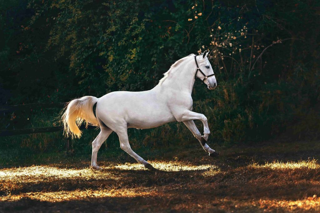 années du cheval du zodiaque chinois