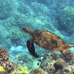 sea turtle spirit animal meaning