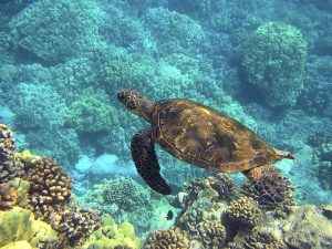 sea turtle spirit animal meaning