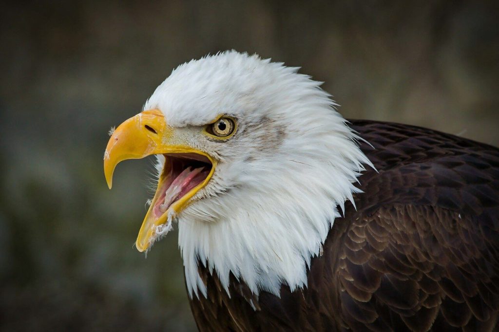 signification de l&#39;animal esprit aigle