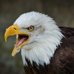 eagle spirit animal meaning