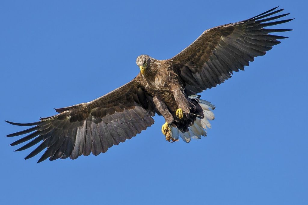 Bedeutung der Symbolik des Krafttiers Adler