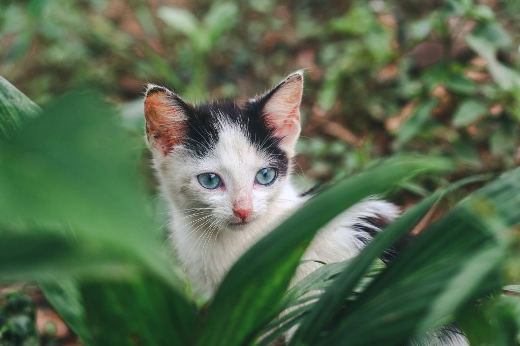 explorez les signes du chat du zodiaque