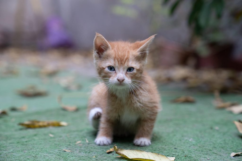 trouvez la personnalité du zodiaque de votre chat