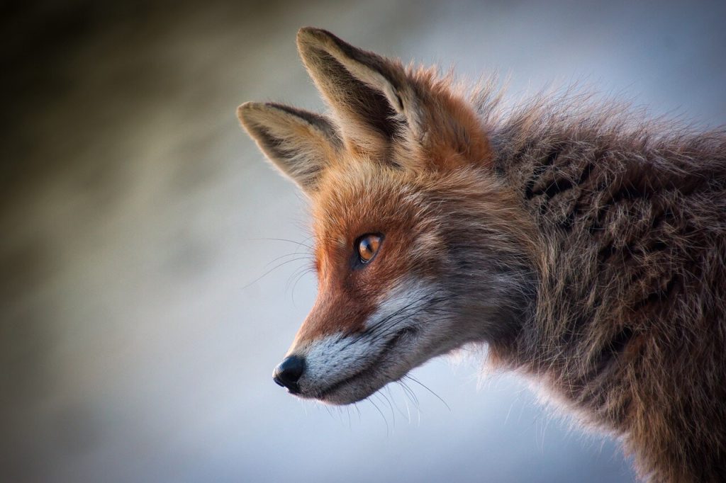 fox sightings and their messages