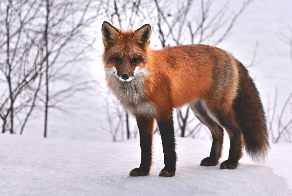 fox-spirit-animal-meaning