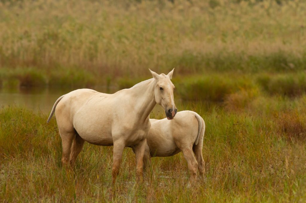 horse-spirit-animal-meaning