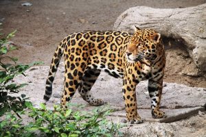 spirit animal jaguar