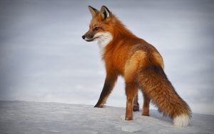 spiritual meaning of the fox