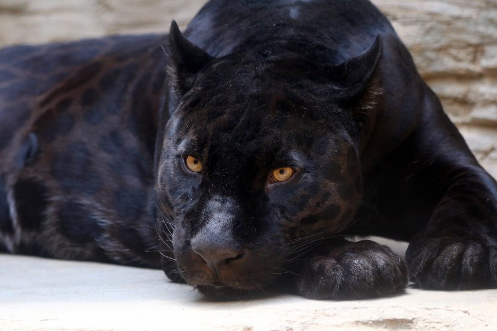 the black jaguar