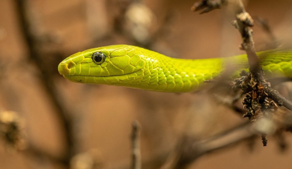 que signifie vraiment rêver de serpents