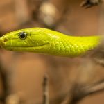 what dreaming about snakes really means