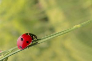 Ladybug Spiritual Meaning