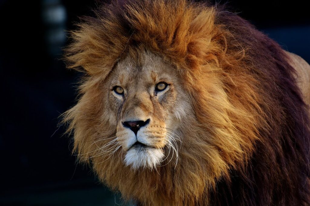 Lion Spirit Animals Influence on Personal Growth