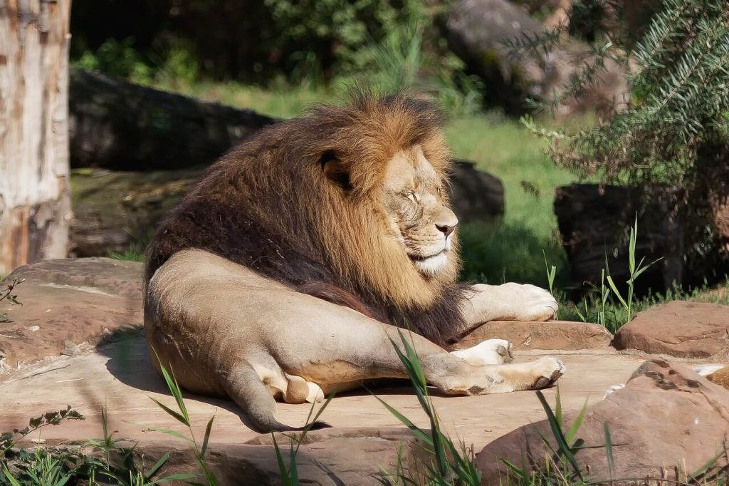 León como animal de tótem