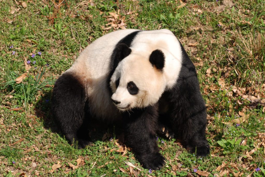 Guía de animales de espíritu panda