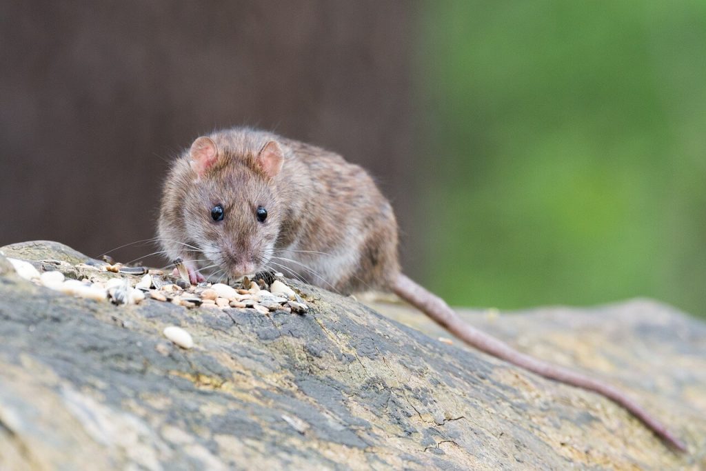 Ratten op specifieke locaties