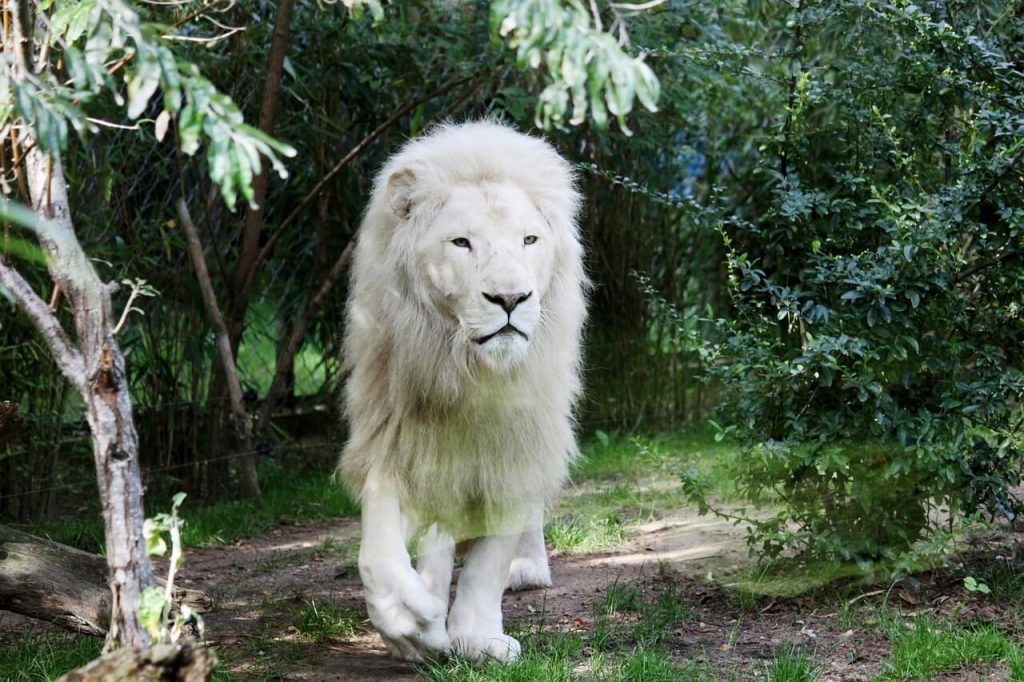 Lions roll i drömmar