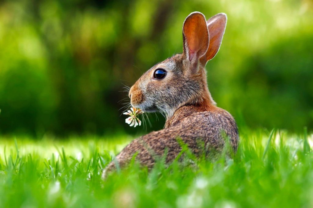 Astrologia de Rabbit de Incêndio