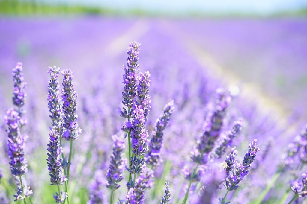 significado espiritual de lavanda