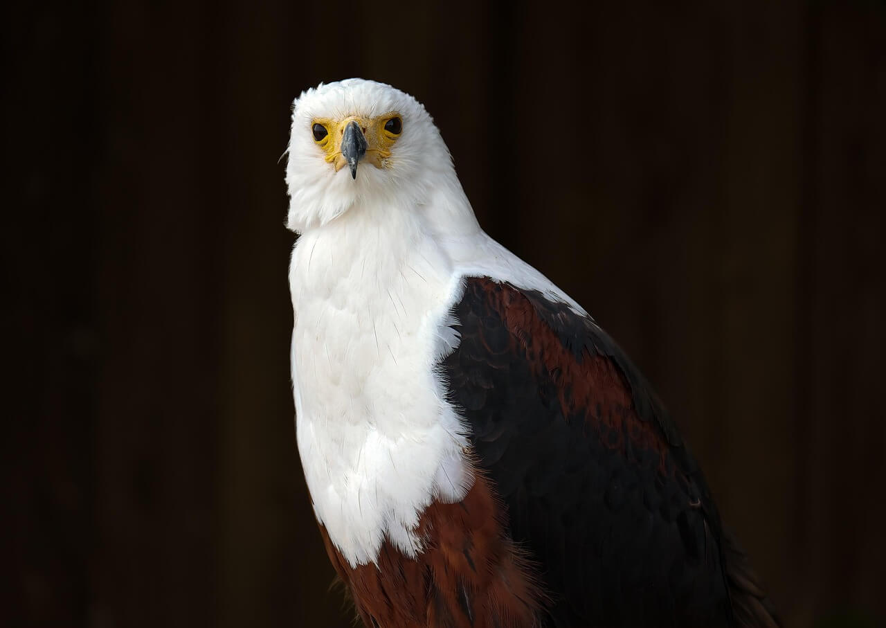 eagle as a spirit animal