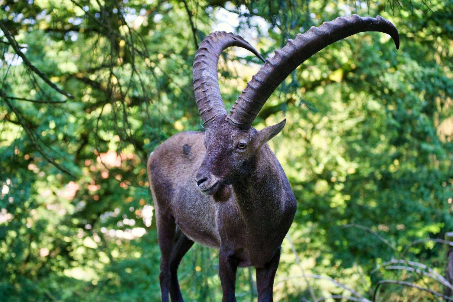 signe du zodiaque chèvre de mer capricorne