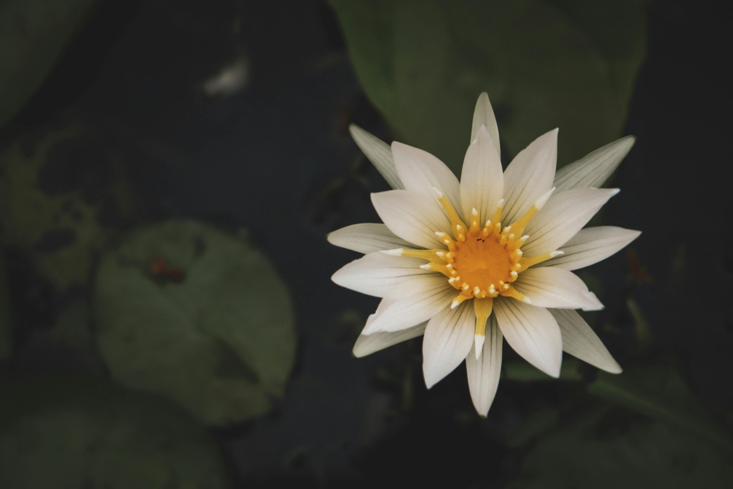 white lotus flower 